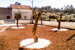 Low maintenance olive grove completed.