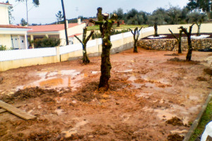 Transplanted olives well watered in!.