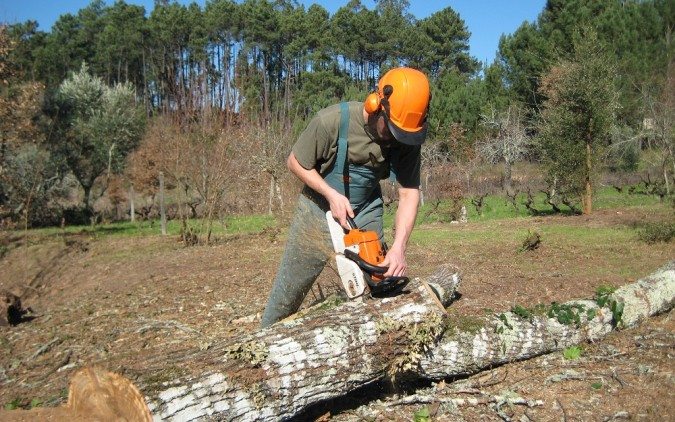 Converting a Spanish chestnut trunk into manageable lengths