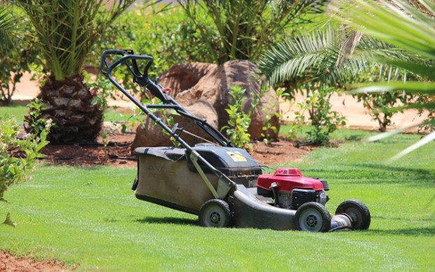 Easy to maintain lawned area with palms