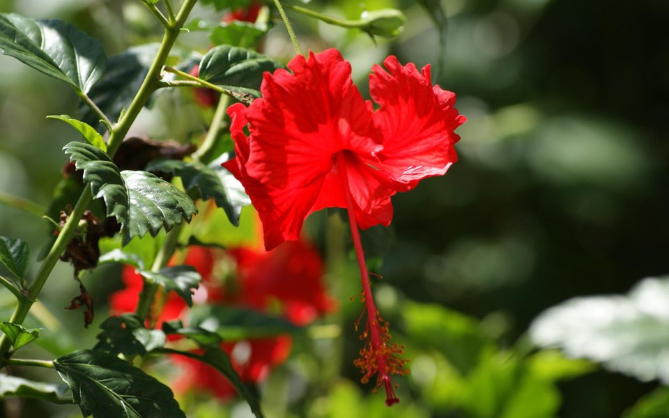 Hibiscus rosa sinensis