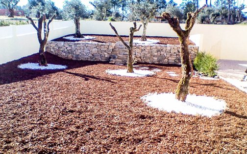 Low maintenance Olive Grove in Central Portugal